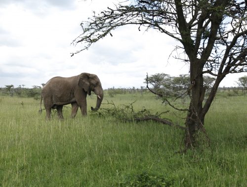 African Elephant in the Mara Kenya