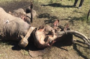Dead Lina Human Elephant Conflict 