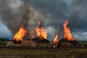 Kenya Wildlife Service Ivory Burn