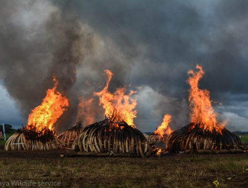 Kenya Wildlife Service Ivory Burn