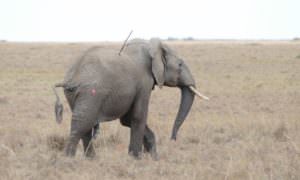 Elephant Speared