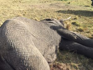 Dead Bull Elephant
