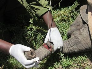 Baby Elephant Trunk Damage
