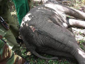 Injured Bull Elephant