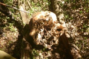 Ele Carcass in Loita Forest