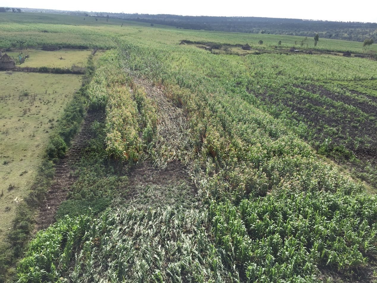Transmara Crop Damage