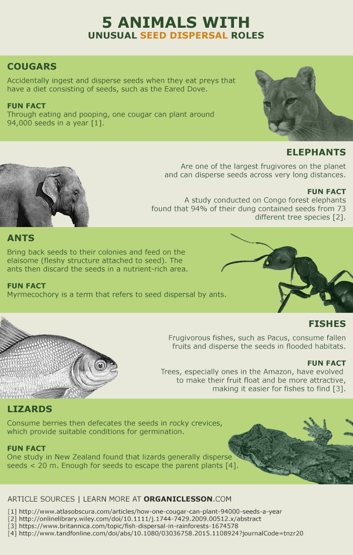 seed-dispersal-animals-infographic