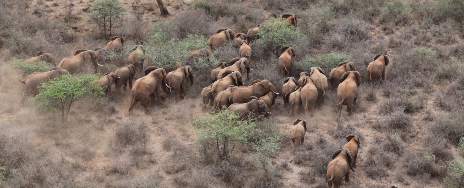 Elephant Monitoring