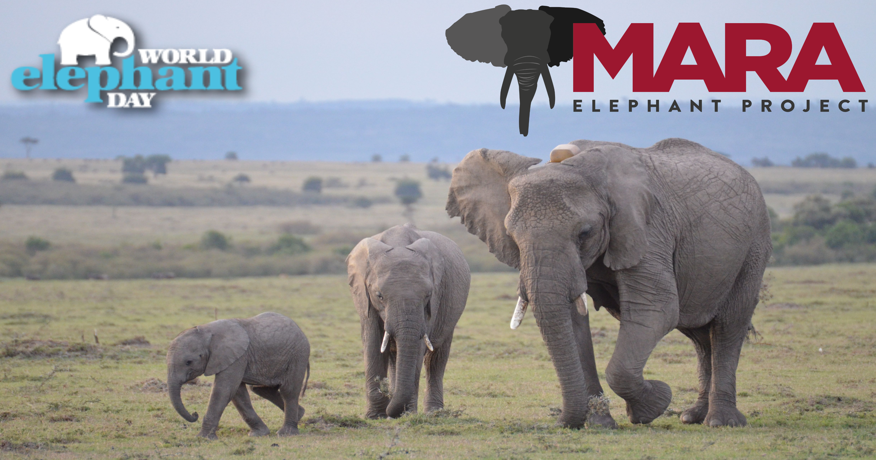 Support MEP on World Elephant Day 2020 - Mara Elephant Project