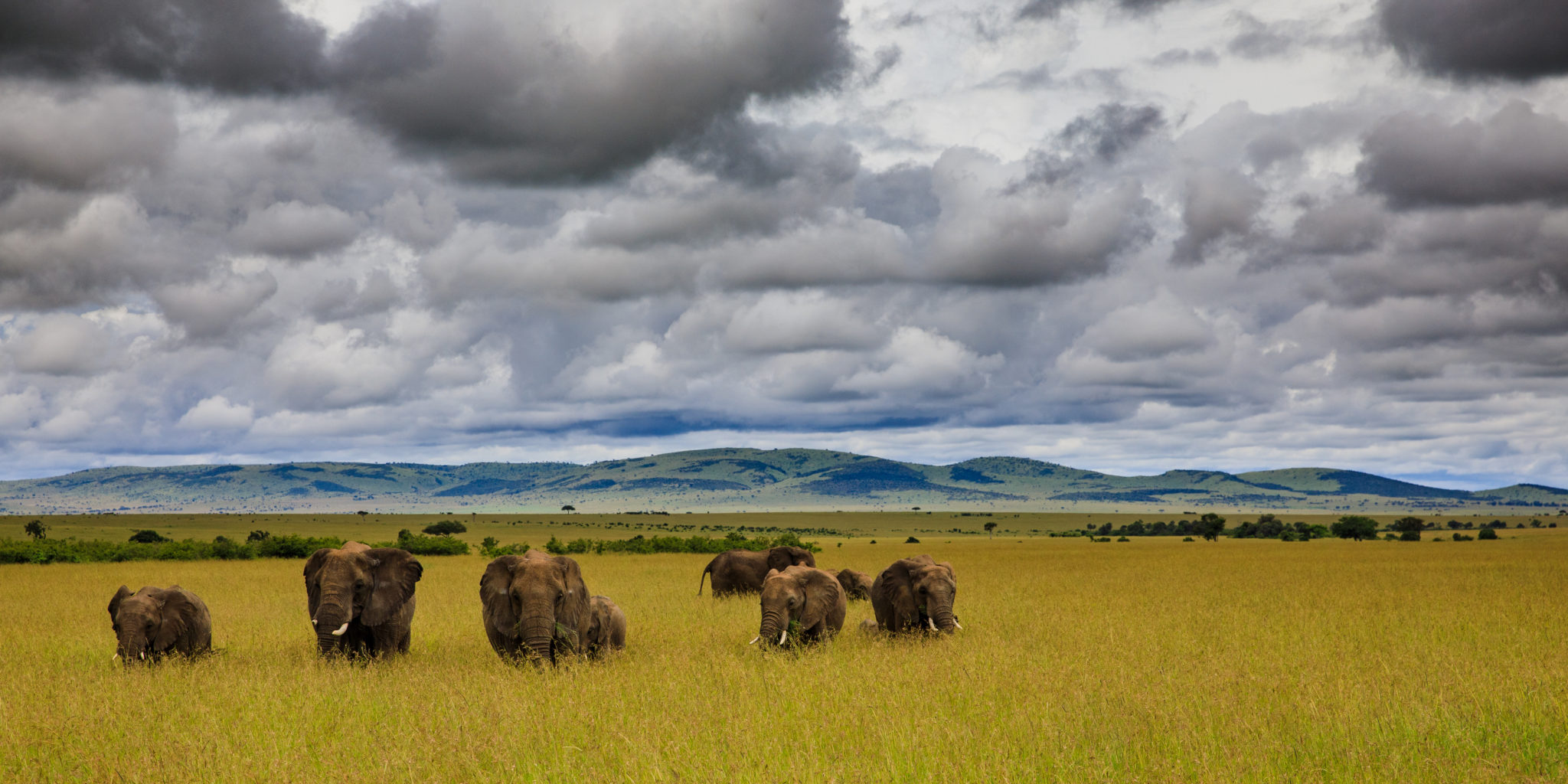 Habitat Loss - Mara Elephant Project